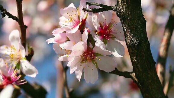 春天樱花盛开粉红色的花