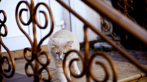 院子里的猫街上院子里的猫