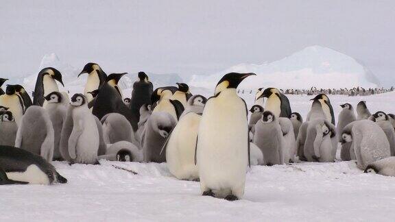 南极的企鹅群落