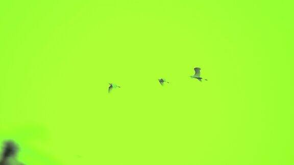 鸟群在绿色屏幕背景上飞行的慢动作