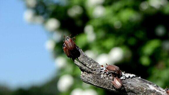 常规甲虫