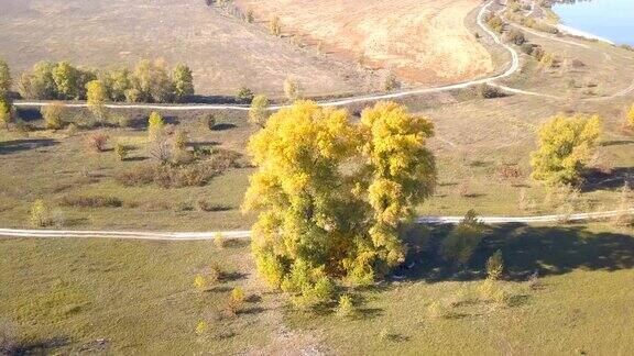 4k天线在田野里的一棵黄色的树后面镜头升起秋天的时候