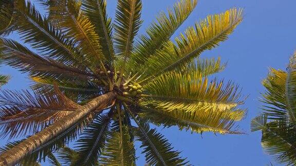 躺在沙滩上看着椰子树