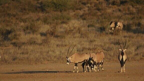 大羚羊在自然栖息地