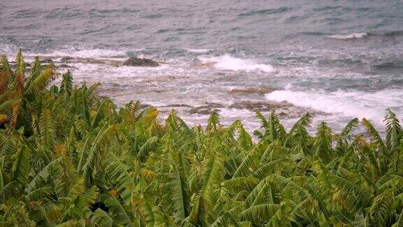 地中海沿岸的海浪和香蕉林