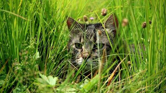 草里的猫刮风的天气