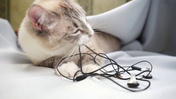 一只暹罗尖猫咬着耳机线