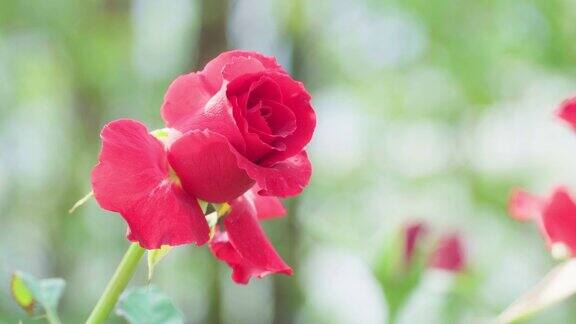 近看花园里美丽的红玫瑰