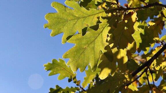枯黄的橡树叶在风中对着天空摇摆