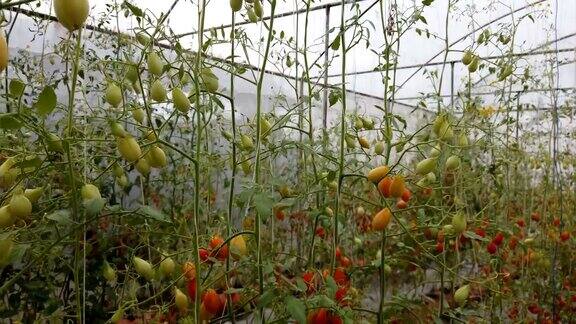 菜园新鲜番茄