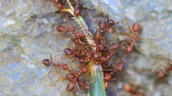 蚂蚁群试图移动一只死蚱蜢