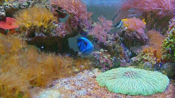 美丽多彩的软珊瑚和热带鱼在海洋水族缸水下