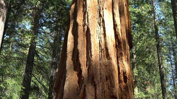倾斜拍摄约塞米蒂的一棵巨大的红杉树