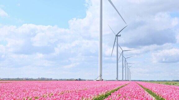 荷兰五颜六色的郁金香田还有风力涡轮机