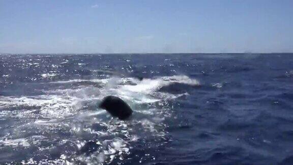 在海洋中座头鲸把鳍从水里摇了出来