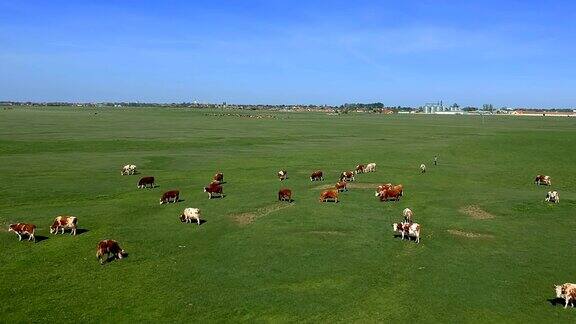 鸟瞰图奶牛放牧在农田-无人机镜头