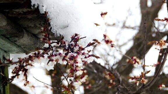 反常的天气杏树上的雪