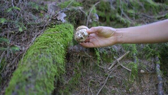 牛肝菌在森林里猎食