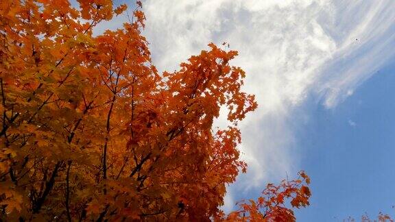 仰望鲜艳的秋叶颜色和美丽的蓝天