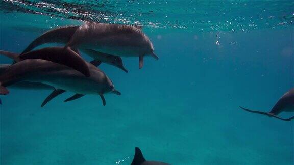 自由的海豚游泳