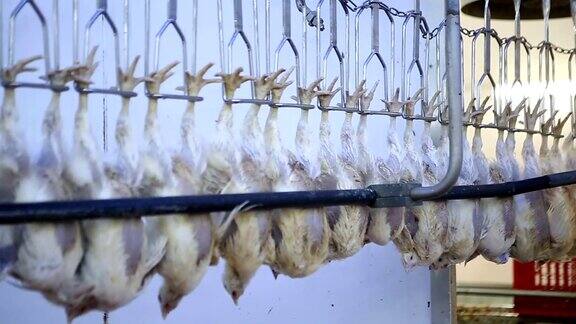 家禽养殖场的鸡肉加工生产线