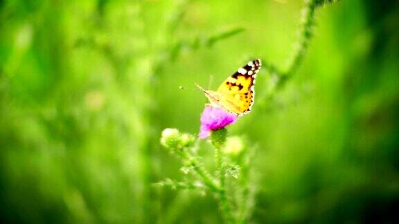 蝴蝶在花上