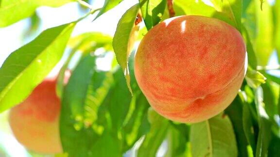 桃园里成熟的桃子
