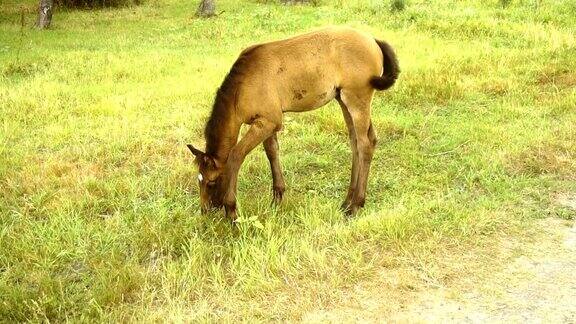 美丽的小马驹吃草