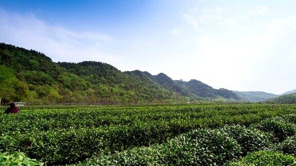 天空茶树和茶园里的农民时光流逝