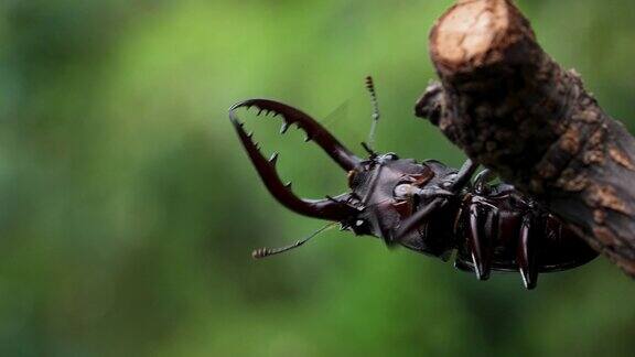 森林树枝上的锯齿鹿甲虫的4K视频