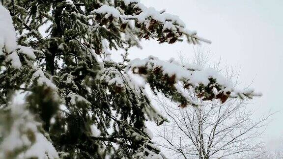 在暴风雪中有许多球果的云杉