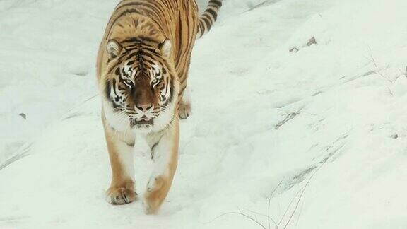 美丽的西伯利亚虎