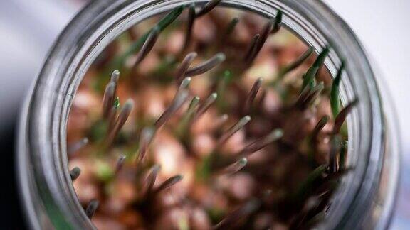 从以上观点延时小麦胚芽从玻璃罐中发芽