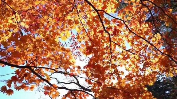 淘金镜头:秋天离开美丽的阳光背景在乌拉班市荻沼池福岛日本