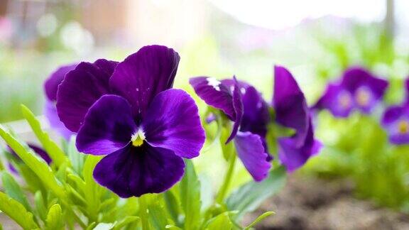 三色紫罗兰的紫罗兰花