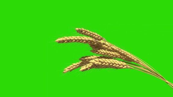 可爱活泼的金色麦田的黑麦或小麦小穗孤立