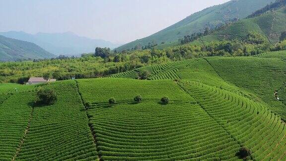 中国山上的绿茶树