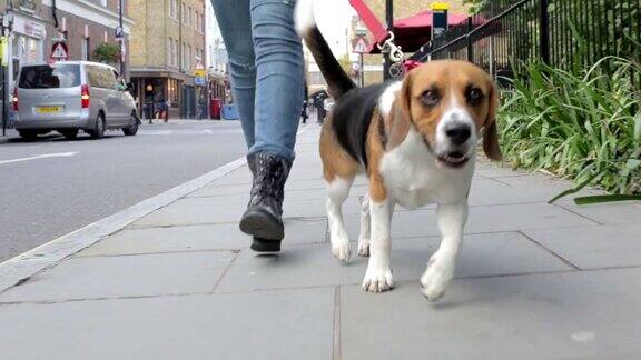 在城市街道上散步的狗