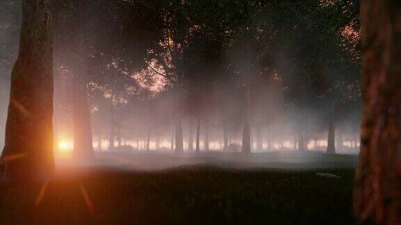 在神奇的日落下穿越迷雾笼罩的森林4K