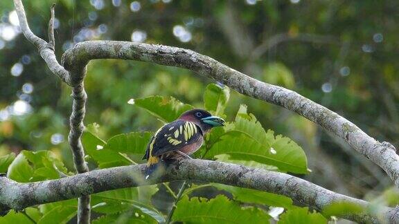 热带雨林栖息在树枝上的带条纹的宽嘴鸟