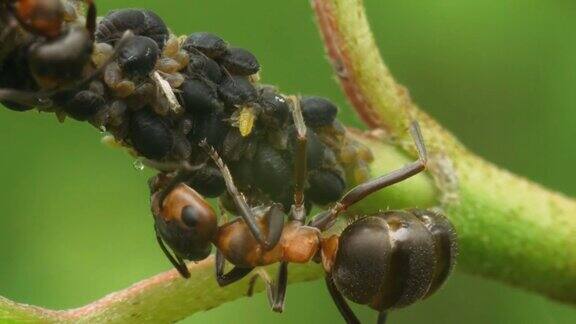 植物茎上的蚂蚁和蚜虫