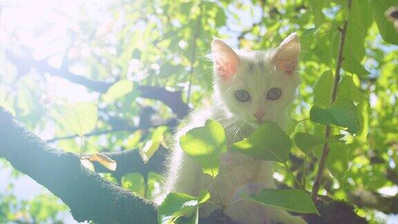 近景:一只好奇的小白猫从一棵高高的树上向后院张望