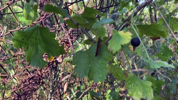 黑加仑浆果在灌木丛中黑加仑子的树枝在风中摇曳