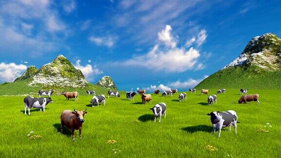奶牛在高山牧场上吃草