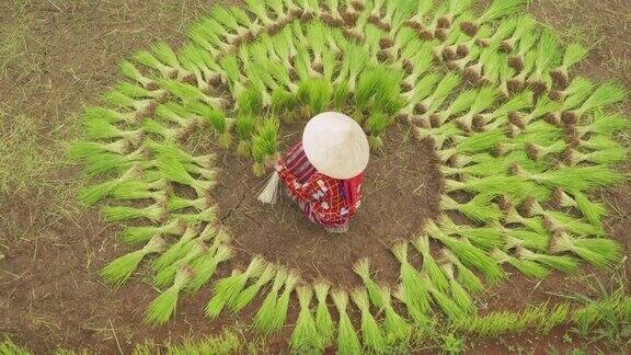 鸟瞰图一农民在绿色的稻田中收集水稻植株水稻捆种植收获粮食农业生产当地人民的生活方式