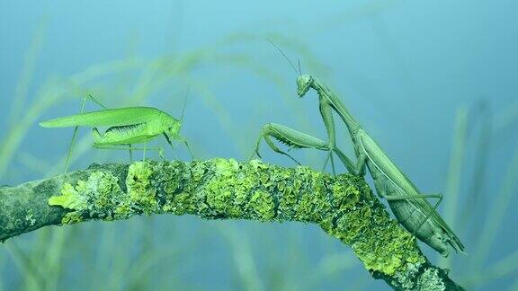 绿色的蚱蜢站在长满苔藓的树枝上的大雌螳螂面前洗澡外高加索树螳螂(Hierodulatranscaucasica)