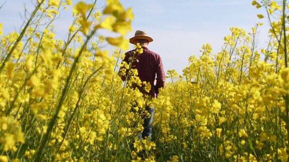 农民走在阳光下农村的黄色油菜田实时