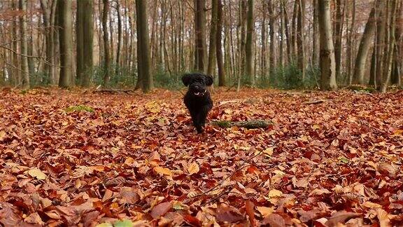 小黑狗在秋叶中奔跑