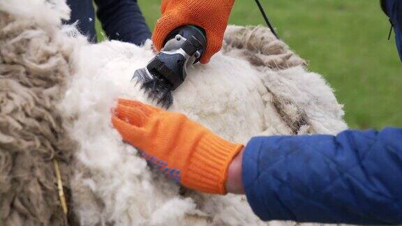 绵羊羊毛的裁切工艺农场工人用专业电动理发器剪羊毛特写镜头