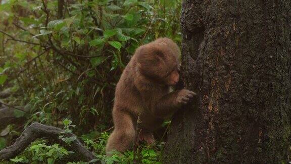 小野猴躲在树后(藏猕猴)